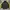 Tracktop Puma Tapped