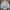 Tracktop Fila Tapped