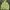 Hodie Ralph Lauren Neon