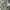 Alpha Industries Streetwear Parka Pria green photo 5