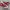 Rare Converse CT All Star 70S High Crimson Red Non Egret photo 1
