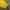 Pancoat Casual Sweatshirt Pria yellow photo 4
