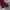 Casual Sweatshirt Pria burgundy white green photo 4