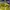 SB DUNK LOW GREEN APPLE  , SB DUNK LOW APPLE , SB DUNK LOW G photo 5