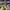 SB DUNK LOW GREEN APPLE  , SB DUNK LOW APPLE , SB DUNK LOW G photo 4