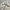 Nike Y2K Casual Parka Pria tan khaki cream photo 3