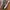 Converse Chuck Taylor All Star Garden Starter Twill (UNISEX) photo 1