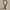 Plait Brown Belt photo 1