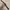 Plait Brown Belt photo 3