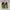 Onitsuka Tiger Mexico 66 leather Suede Birch Green photo 3