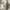 Minimalist Culotte Wanita white photo 3