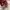 Adidas Campus 00s Scarled Red Gum photo 5