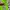 Nike Sportswear Short Pria green photo 4
