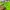 Nike Sportswear Short Pria green photo 5