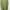 Timberland Casual T-shirt Pria green photo 4