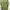 Timberland Casual T-shirt Pria Green