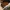 Timberland Casual Boots Pria tan photo 6