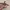 Croco Pattern Belt Marron 