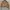 ZARA Biker Sportswear Leather jacket Wanita brown photo 6