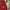 Adidas Sportswear Short Pria red photo 3