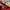 Adidas Sportswear Short Pria red photo 4