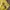 Y2K T-shirt Pria yellow photo 5