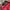 Gorpcore Sportswear Bag Pria red photo 4
