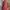 Gorpcore Sportswear Bag Pria red photo 3