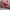 Converse Vintage Streetwear Parka Pria red photo 5