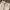 Rocawear Streetwear Jeans Pria tan photo 2