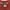 CP company regular fit patch logo red LS polo shirt photo 5