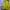 Jacket TNF GORE-TEX warna lime photo 1