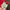Cuddly Elmo by Gund photo 4