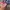 Vintage Snapback American Legion Veteran photo 2
