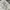 LAGENI FUSHI FLOWER LACE OFF SHOULDER PEPLUM FAIRY DRESS photo 6