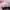 PUMA SPEEDCAT BLACK PINK  photo 6