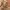 Coach Signature Canvas Mini Hobo Bag photo 9