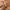 Coach Signature Canvas Mini Hobo Bag photo 8