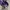 ADIDAS BERMUDA PURPLE photo 5