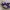 ADIDAS BERMUDA PURPLE photo 2