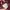 Kemeja Kotak Panjang Canterbury CCC – Maroon (NEGO AJA)‼️ photo 8