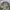 Jaket m65 woodland army photo 5