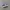 vans authentic photo 1