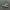 vans authentic 44 dx anaheim green photo 2