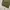 GLW baggy pants olivegreen photo 7