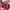 Topi GUESS Pink Made In China