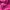 The North Face Casual Puffer jacket Wanita pink photo 5
