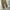Splendid satisfaction leopard pants photo 5