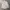 Thom Browne Luxury Formal shirt Pria white photo 2