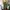 CELANA CHINOS IJO BOTOL ARMY CANVAS BOOTCUT FLARE